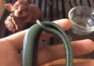 新领动智能手环使用视频教程在哪里？使用中遇到问题如何解决？